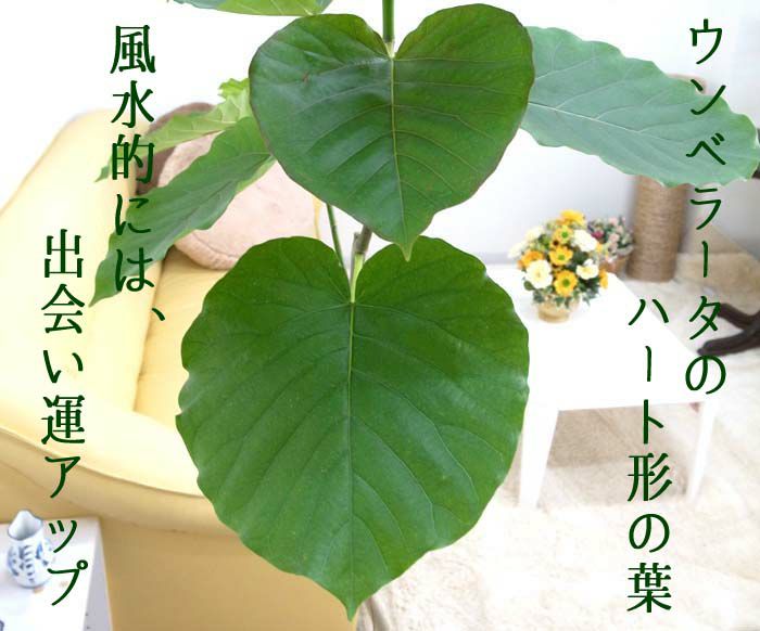 ウンベラータのハート形の葉