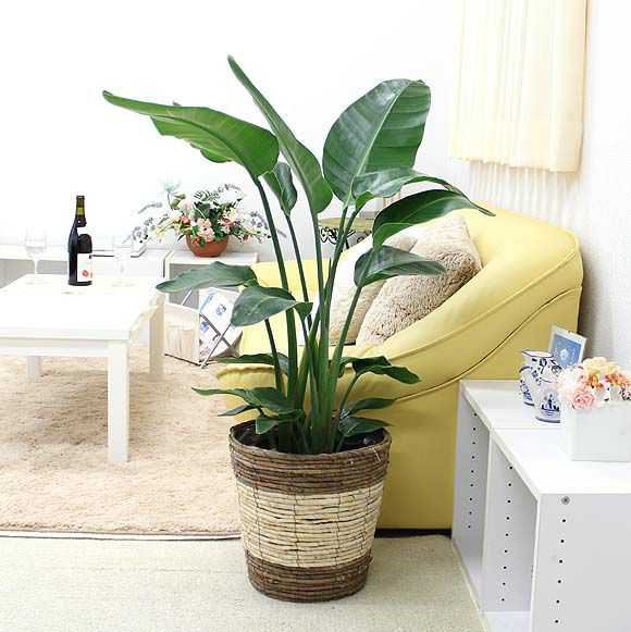 オーガスタ 8号