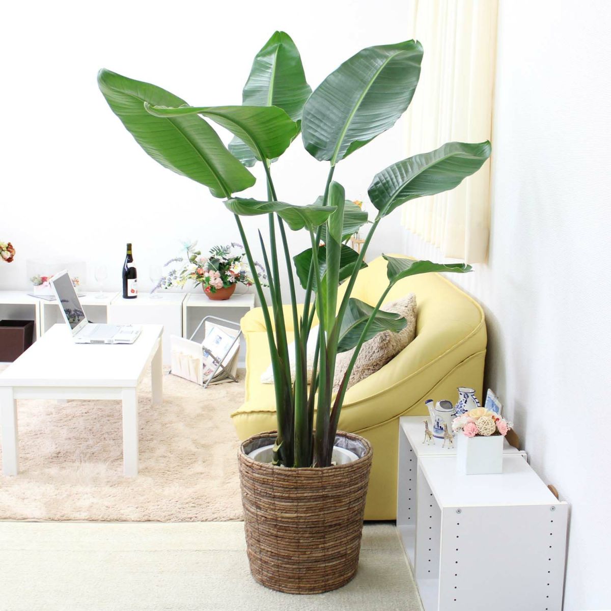 オーガスタ 10号