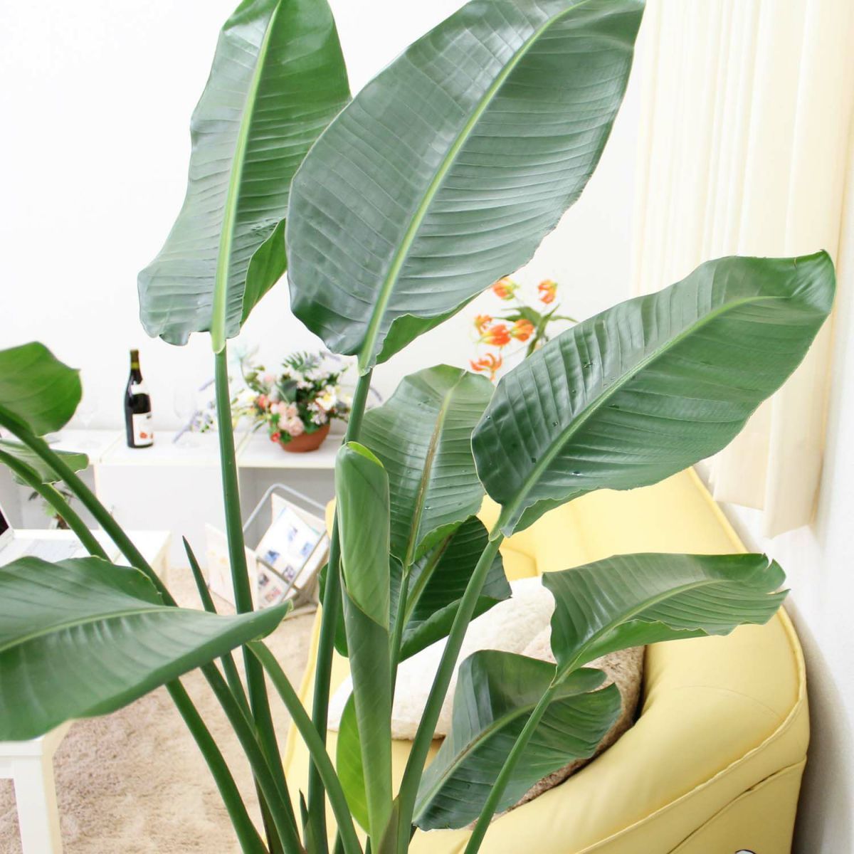 オーガスタ 10号