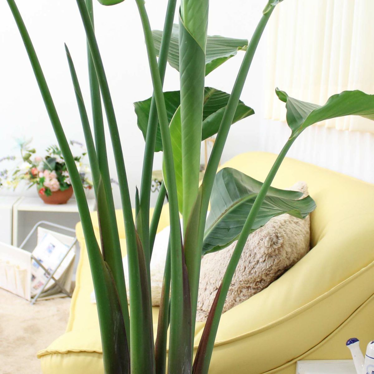 オーガスタ 10号