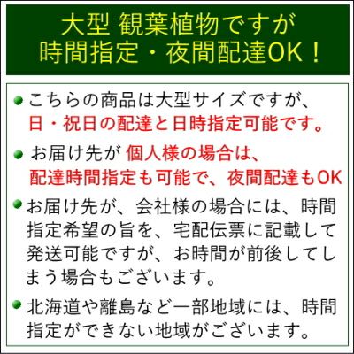 大型の観葉植物