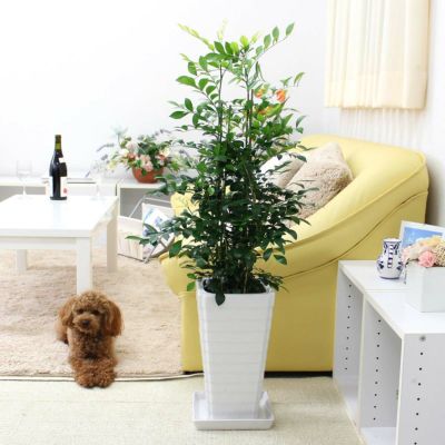 ブルーミングスケープ セラミス インジケーター 水分感知器 ｓサイズ 観葉植物 通販 販売