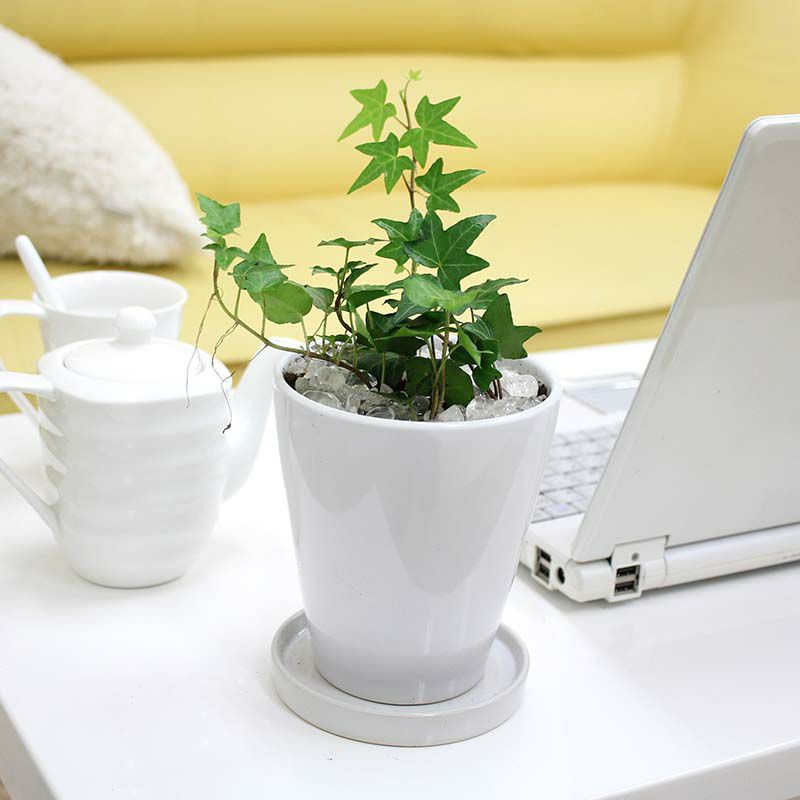 アイビー 丸陶器鉢 通販 販売 観葉植物のブルーミングスケープ