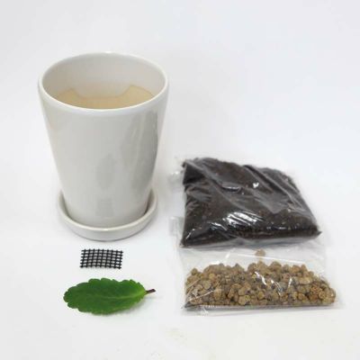 幸福の葉っぱ（マザーリーフ）栽培セット ホワイト陶器鉢