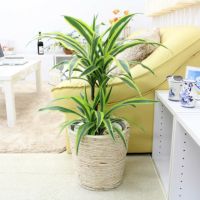 ドラセナ デレメンシス レモンライム 7号