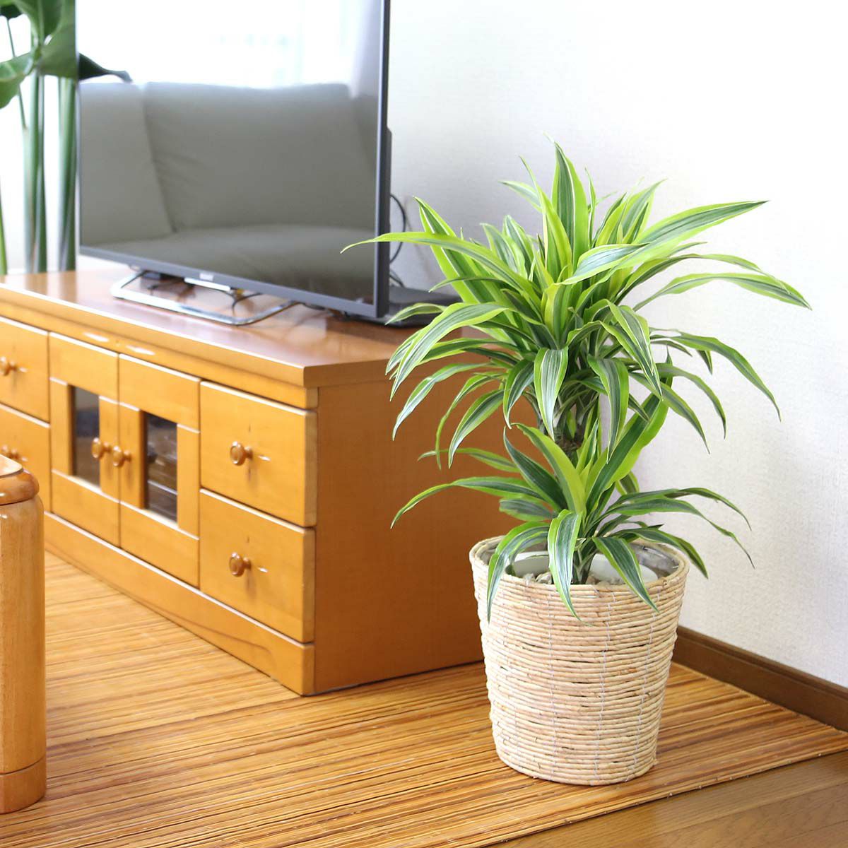 ドラセナ デレメンシス レモンライム 7号