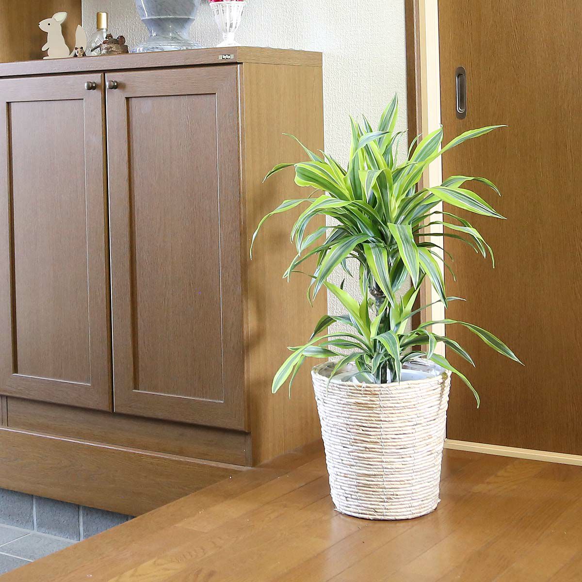 ドラセナ デレメンシス レモンライム 7号