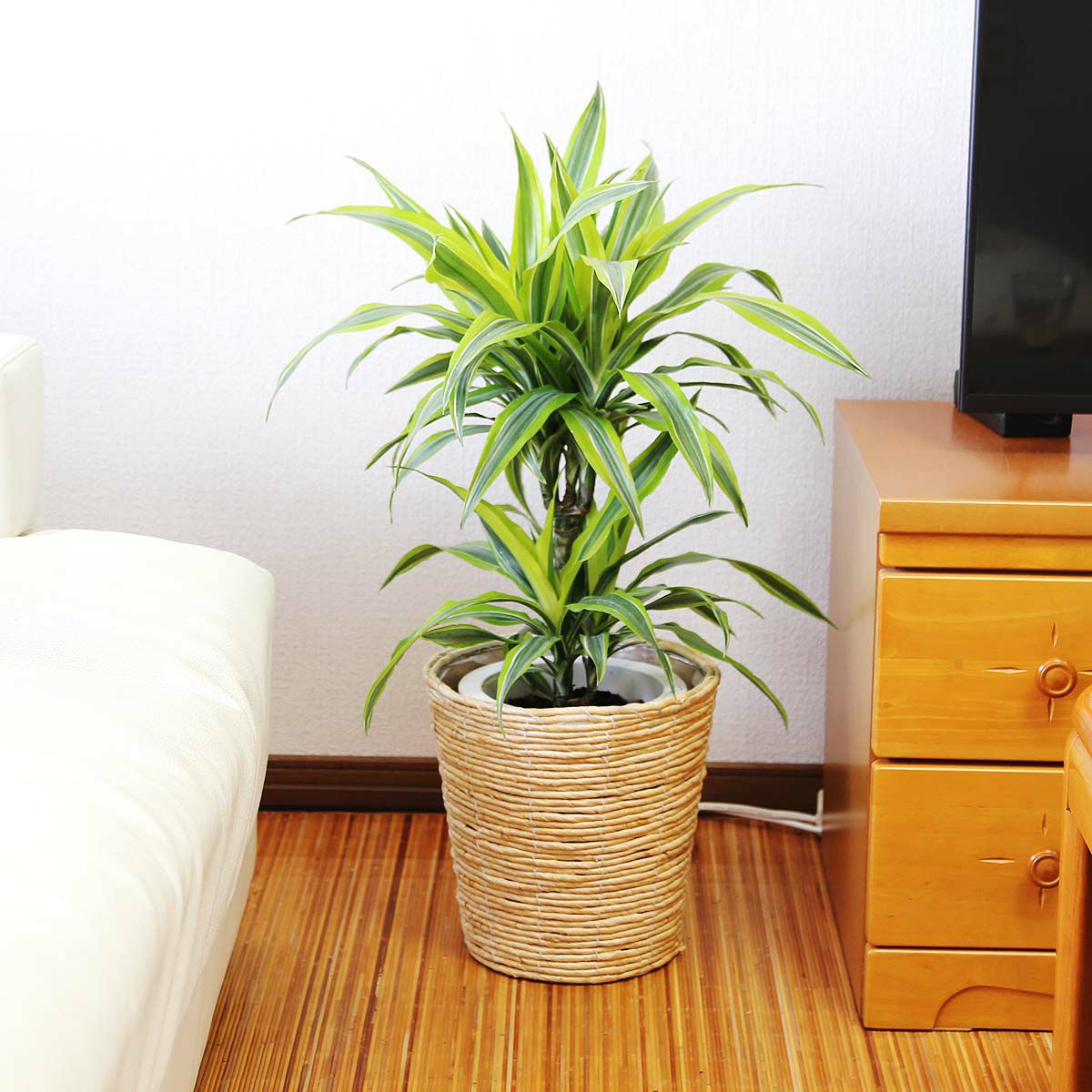 ドラセナ デレメンシス レモンライム 7号