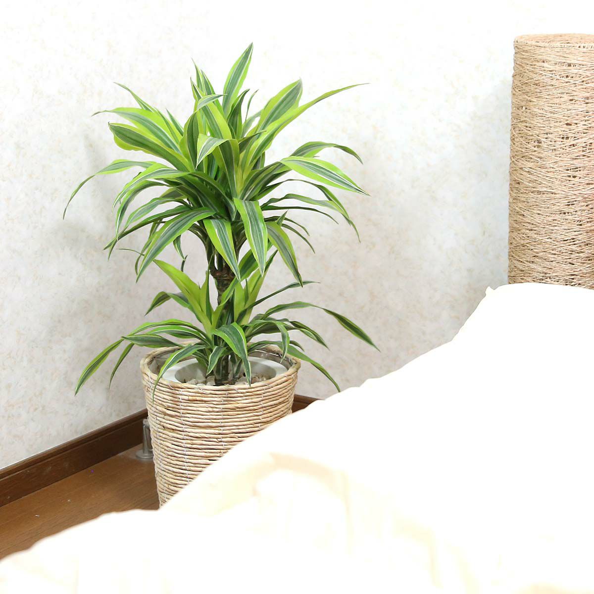 ドラセナ デレメンシス レモンライム 7号