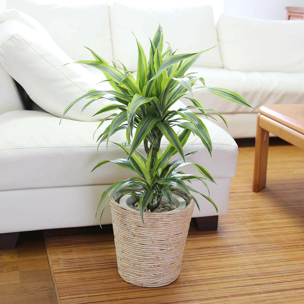 ドラセナ デレメンシス レモンライム 7号