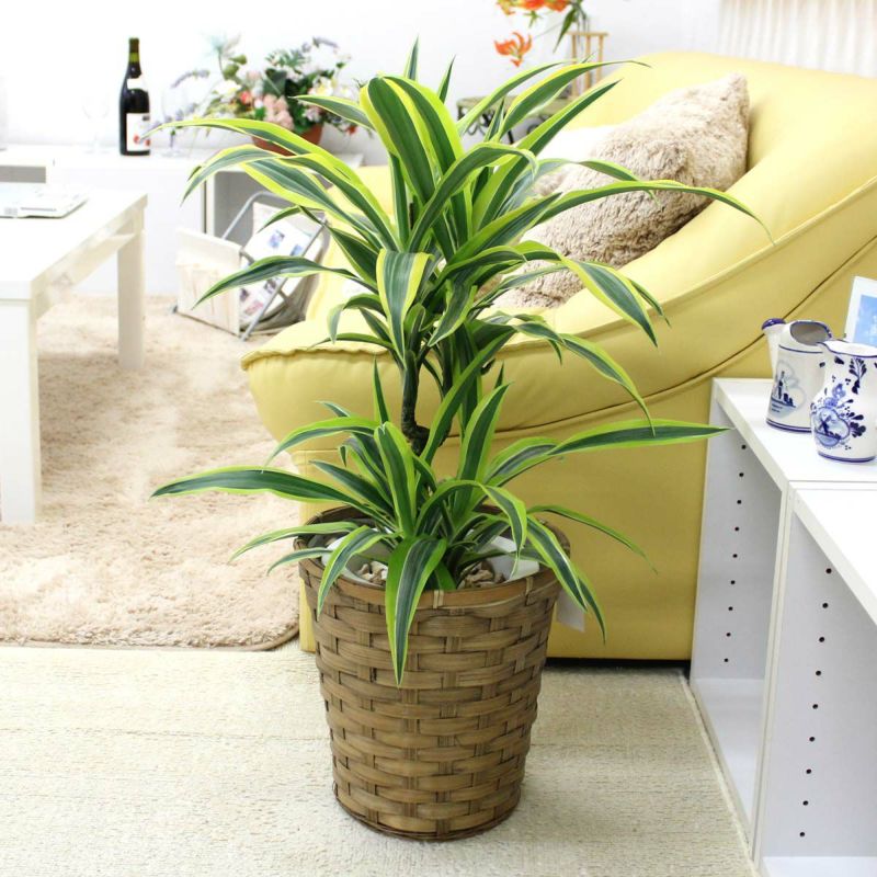 ドラセナ デレメンシス レモンライム 7号 