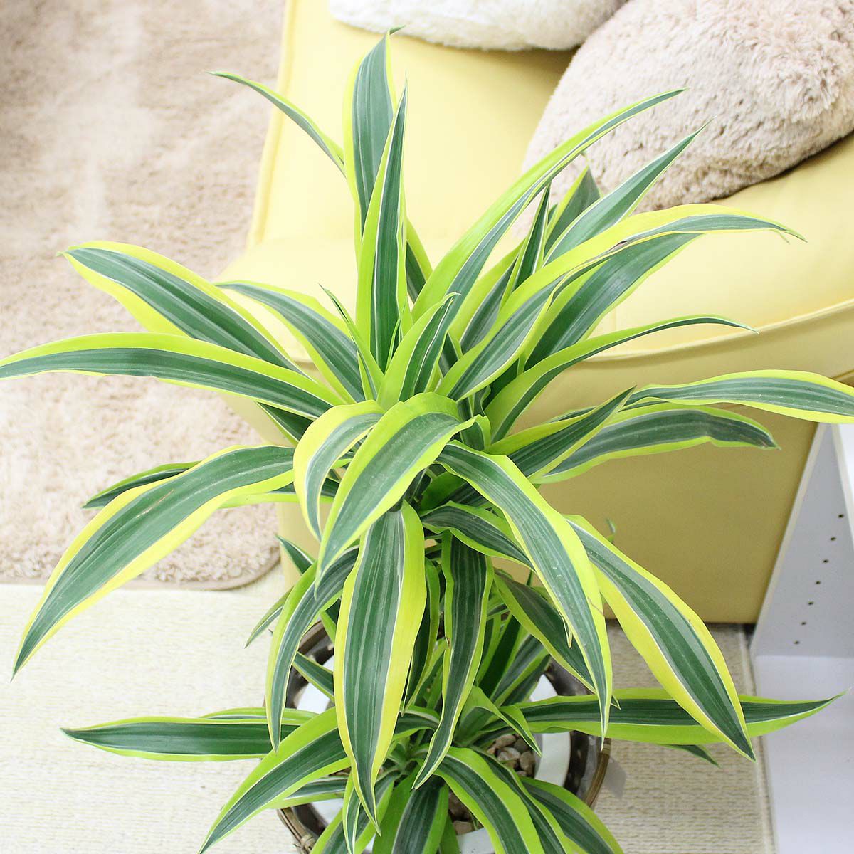 ドラセナ デレメンシス レモンライム 7号 