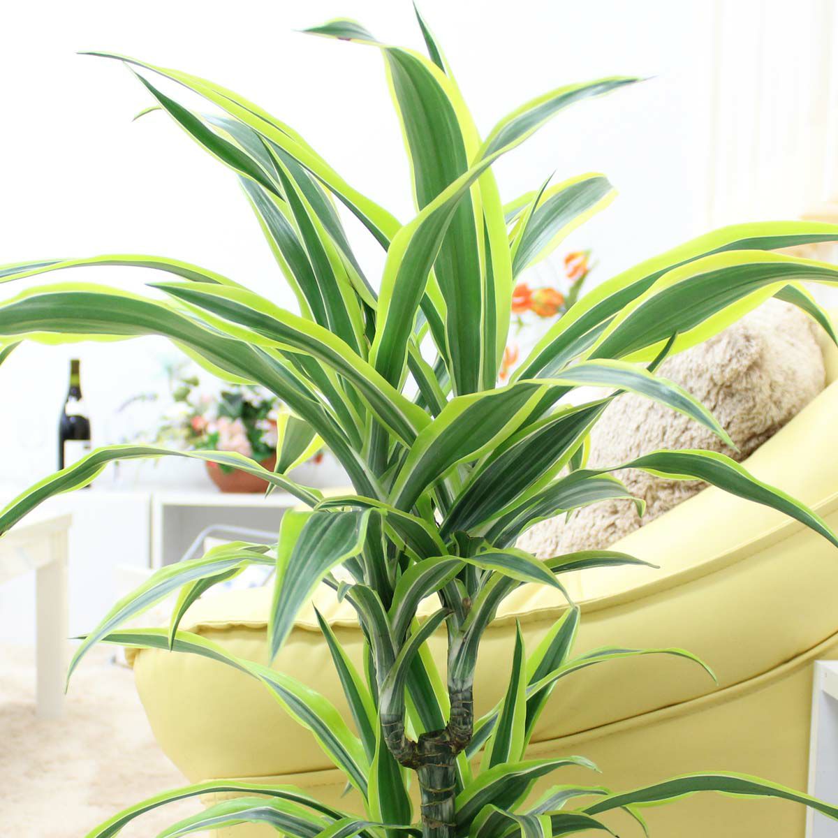 ドラセナ デレメンシス レモンライム 7号 