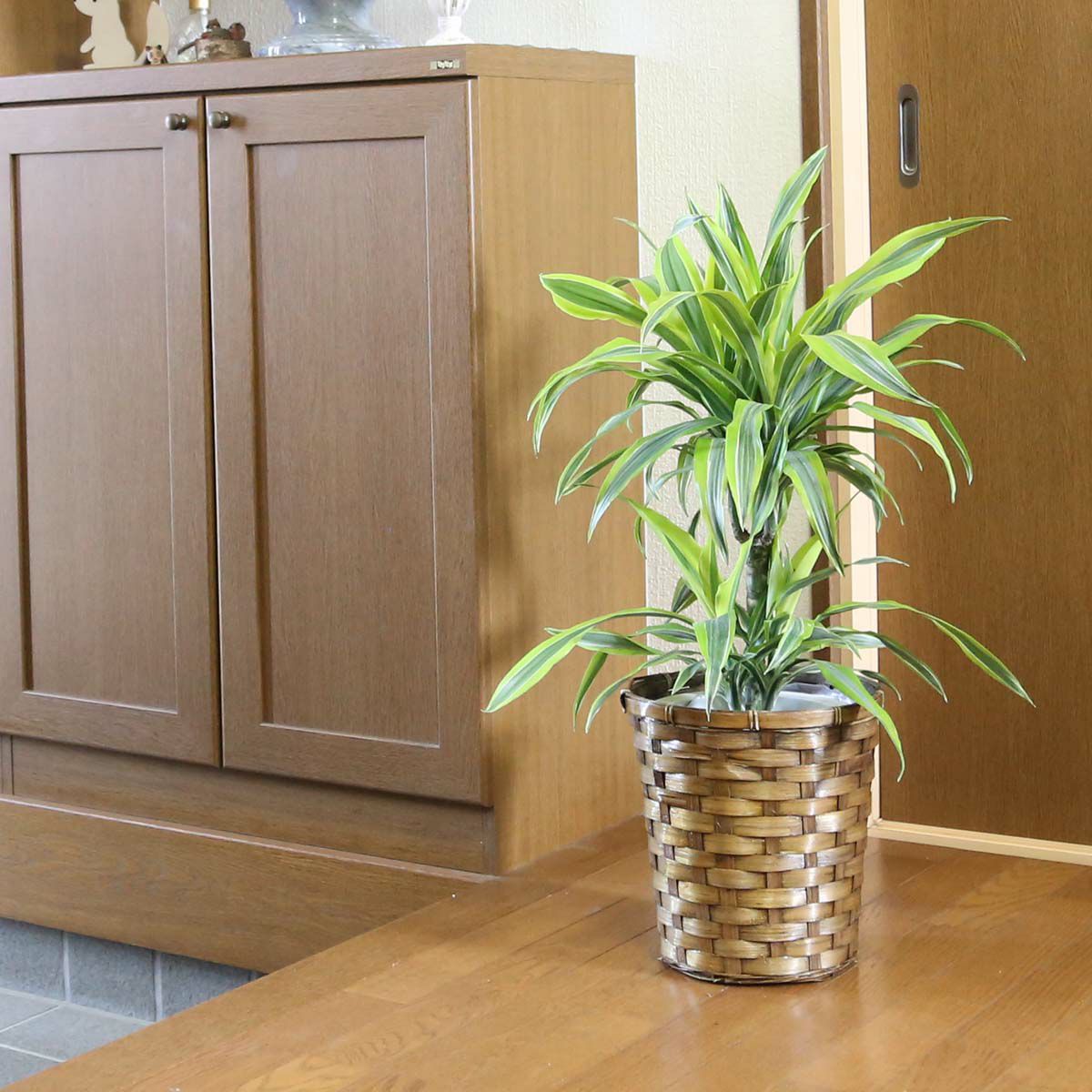 ドラセナ デレメンシス レモンライム 7号 