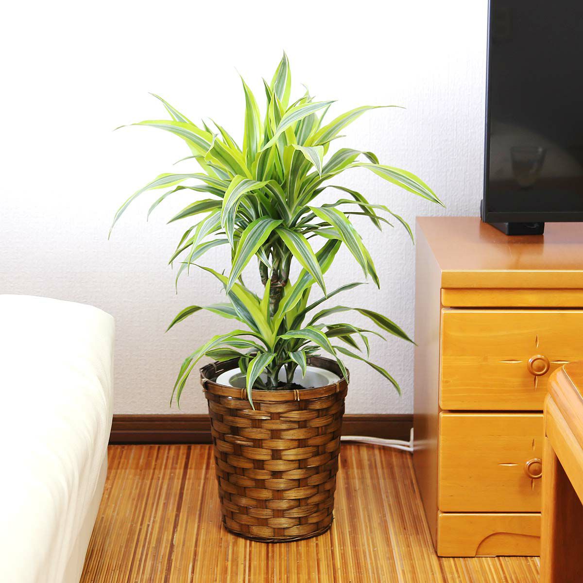 ドラセナ デレメンシス レモンライム 7号 