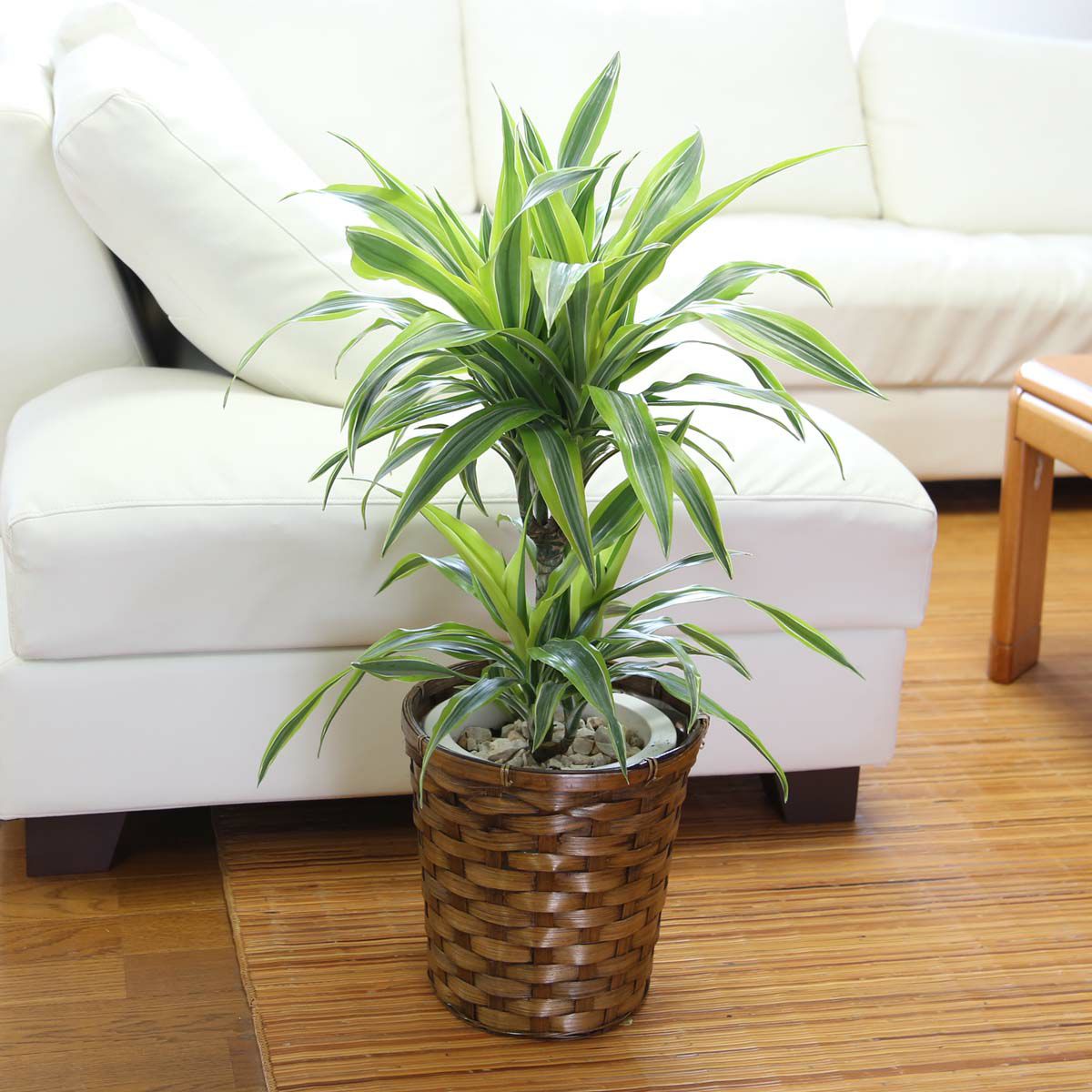 ドラセナ デレメンシス レモンライム 7号 