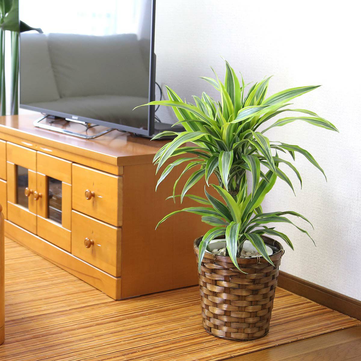 ドラセナ デレメンシス レモンライム 7号 