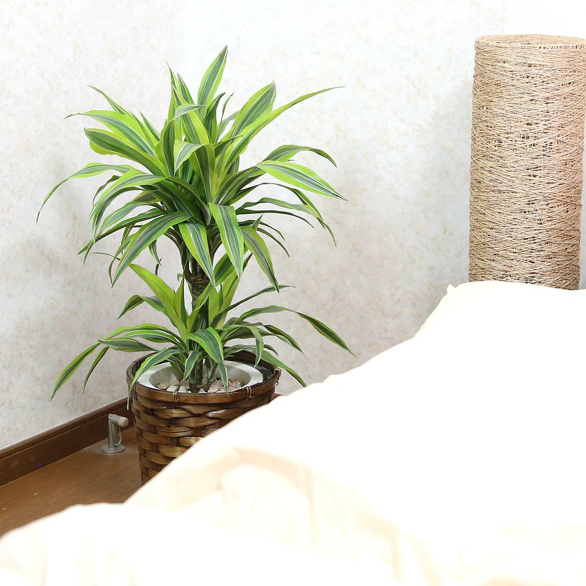 ドラセナ デレメンシス レモンライム 7号 