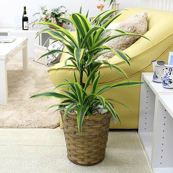 ドラセナ デレメンシス レモンライム 7号