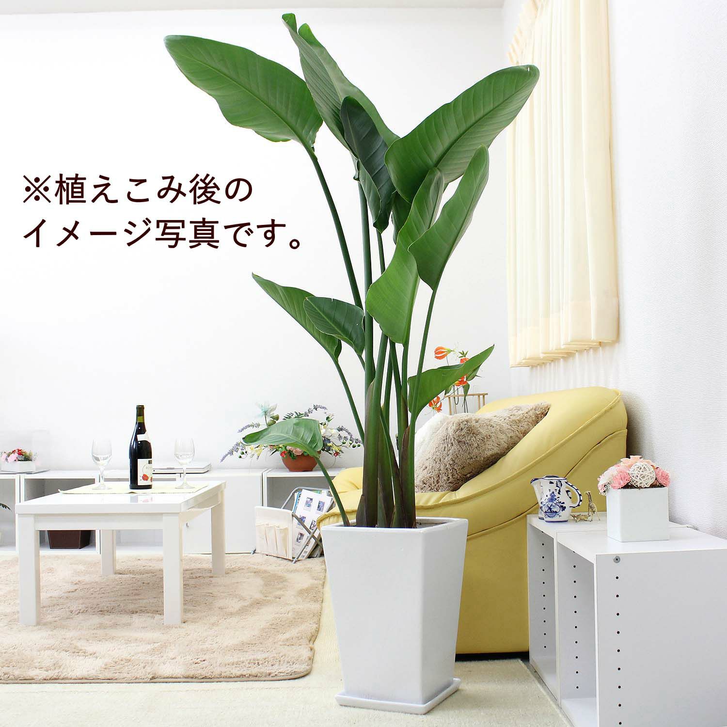 ホワイトスクエア陶器鉢（ストレート） Ｌ 10号用