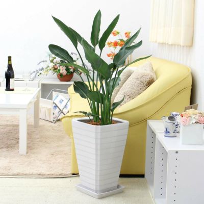 ストレリチアレギネ　鉢ごと ストレリチア 9号 陶器鉢 通販 販売｜観葉植物のブルーミング
