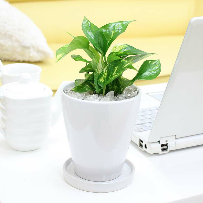 ブルーミングスケープ ポトス 陶器鉢 丸形 観葉植物 通販 販売