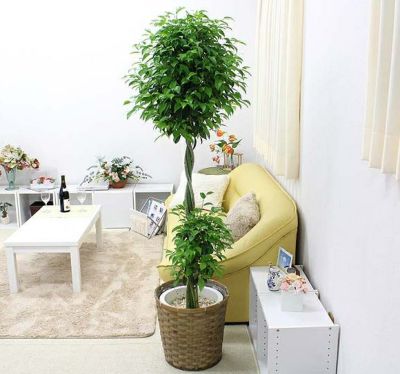 セフリジー 10号 単品 通販 販売｜観葉植物のブルーミングスケープ