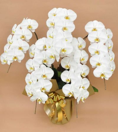 胡蝶蘭（ホワイト） 5本立 2L 陶器鉢 （※立札は厚紙タイプのみ選択可能です。）