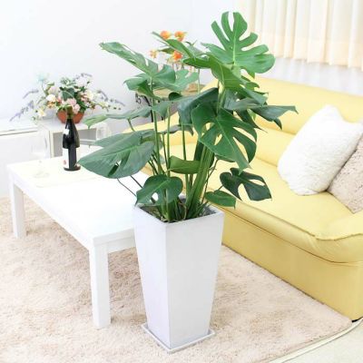 ☆ フィカス トライアンギュラリス(ハートの木) 太幹 105cm♪ ハートの木（フィカス トライアンギュラリス） 育て方｜観葉植物