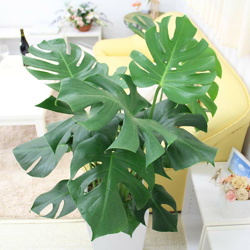 モンステラ 9号