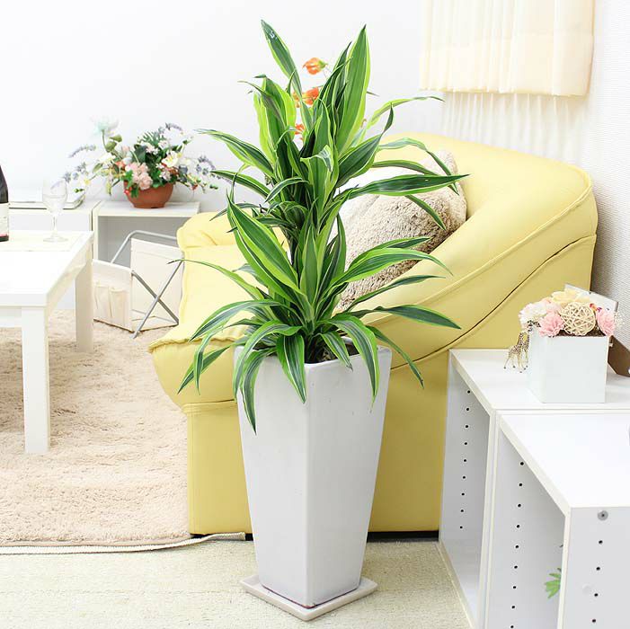 ドラセナ デレメンシス レモンライム