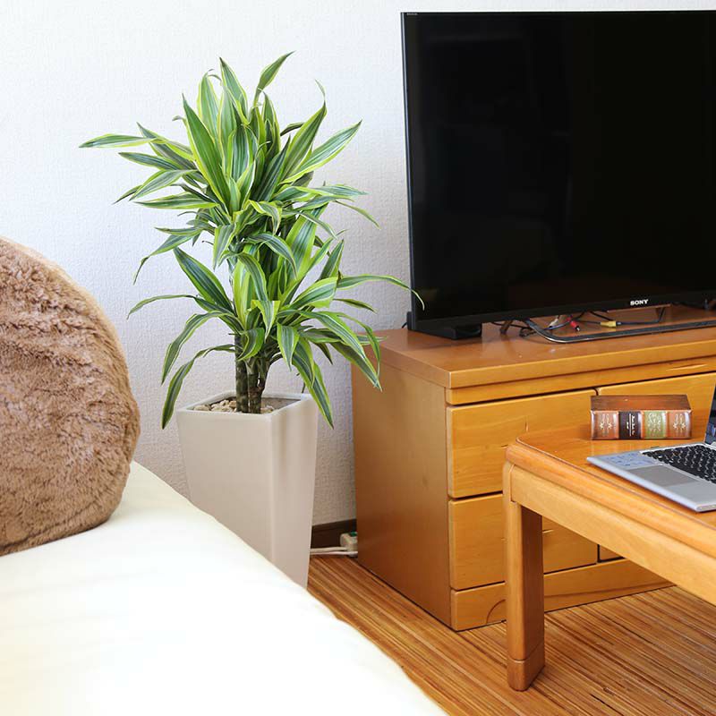 ドラセナ デレメンシス レモンライム