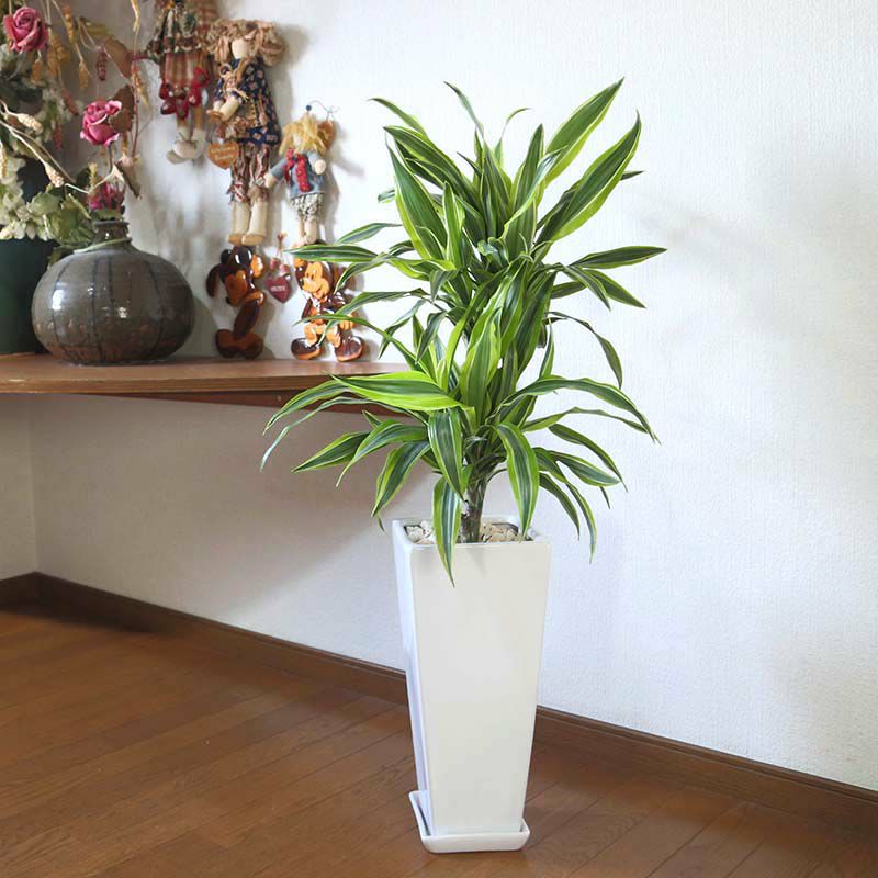 ドラセナ デレメンシス レモンライム