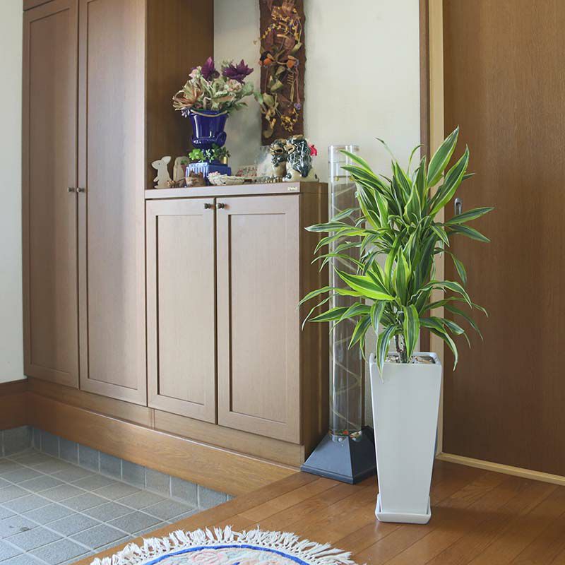 ドラセナ デレメンシス レモンライム