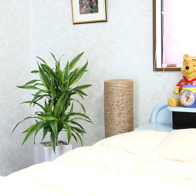 ドラセナ デレメンシス レモンライム