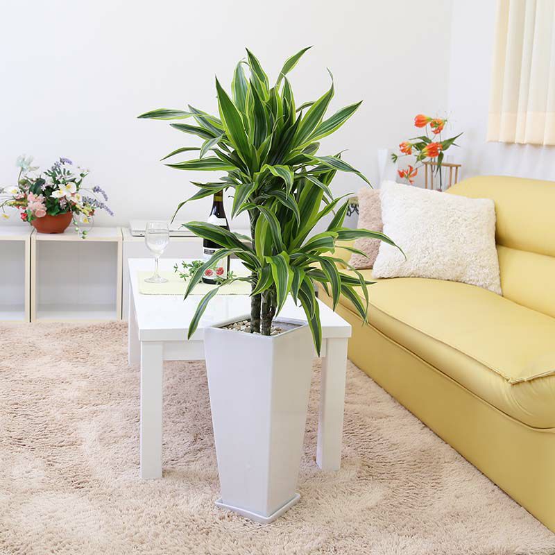 ドラセナ デレメンシス レモンライム