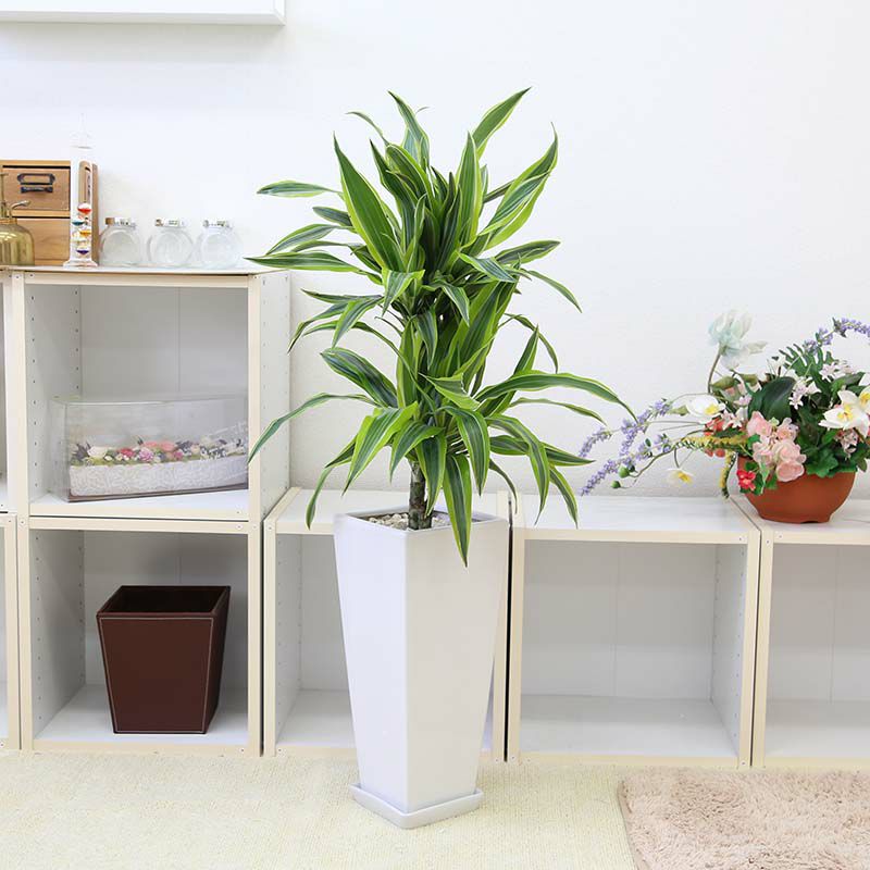 ドラセナ デレメンシス レモンライム