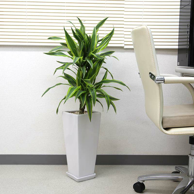 ドラセナ デレメンシス レモンライム