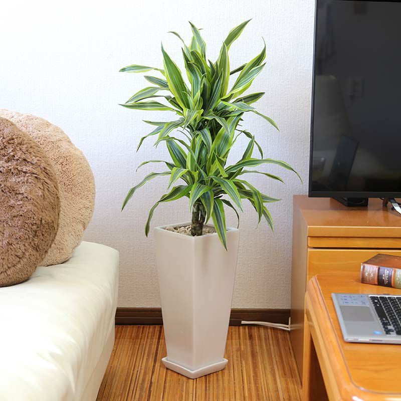 ドラセナ デレメンシス レモンライム