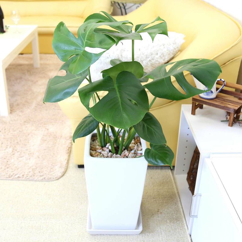 モンステラ 8号 陶器鉢 通販 販売｜観葉植物のブルーミングスケープ