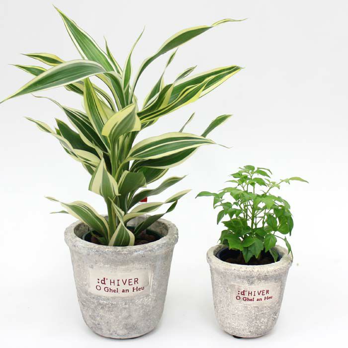 ハイドロカルチャー 大型 アルティシーマ 陶器鉢 通販 販売 観葉植物のブルーミングスケープ