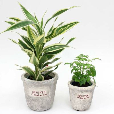 【ハイドロカルチャー】2サイズの観葉植物が楽しめる！ミニ＆ミニミニ観葉植物 陶器鉢 ２鉢セット【冬の間は、寒い地域に発送不可】