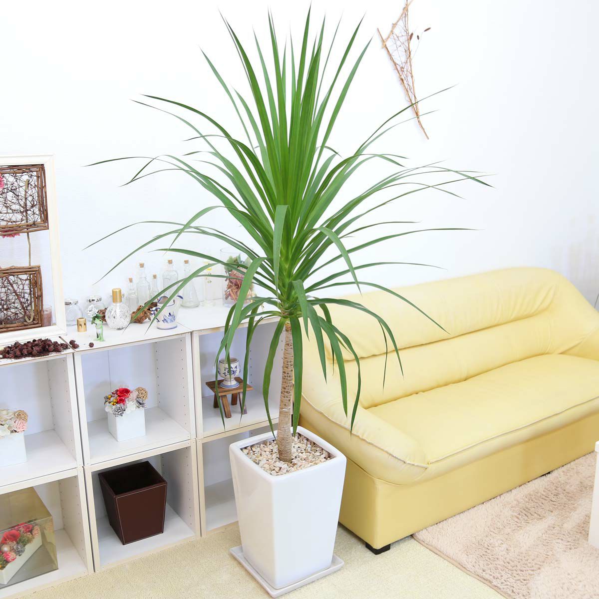 ドラセナ カンボジアーナ 10号