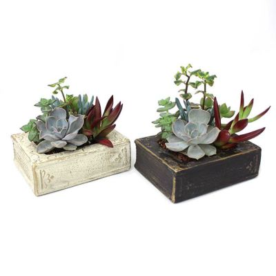 母の日【送料無料】多肉植物の寄せ植え Book形 陶器鉢