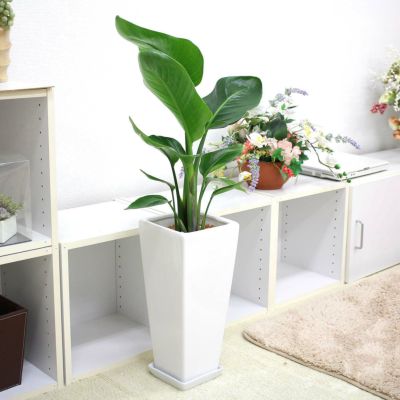 【送料無料】オーガスタ 7号 ホワイトスクエア陶器鉢 Ｚタイプ（2株植え） 土の表面：ウッドチップ