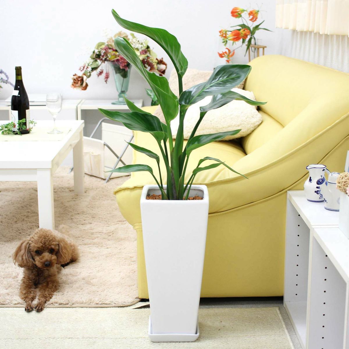 オーガスタ 7号