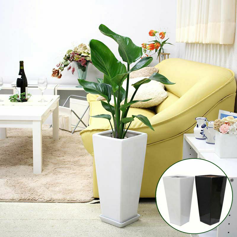 オーガスタ 7号