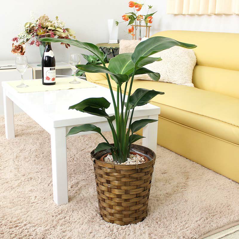 オーガスタ 7号