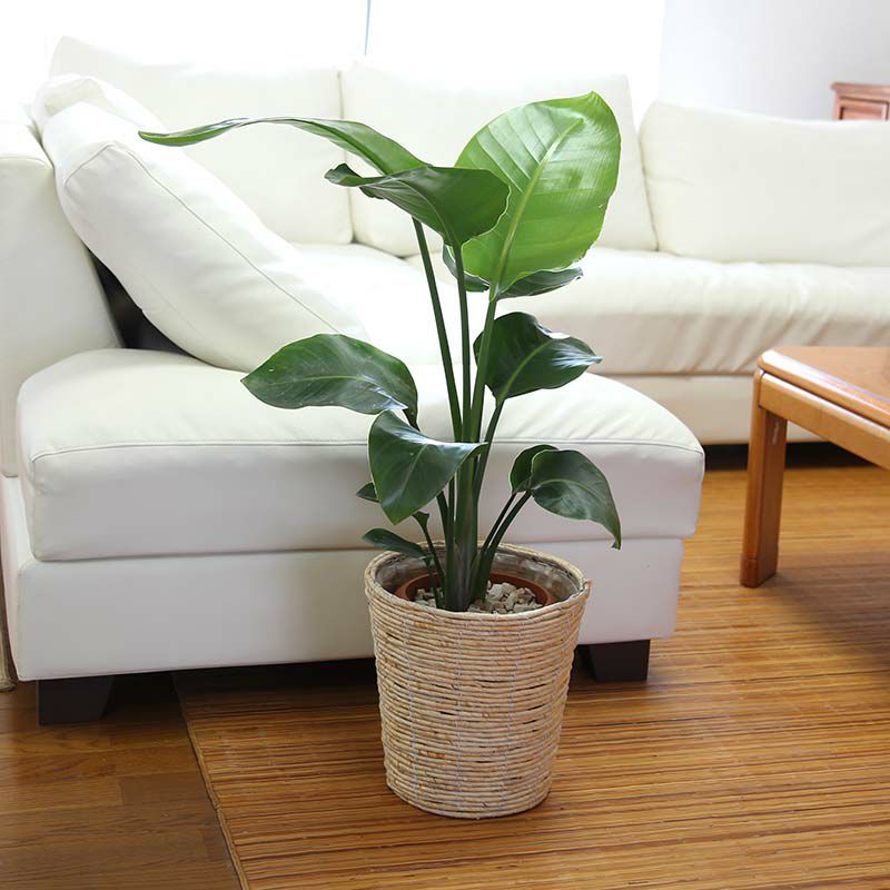 オーガスタ 7号